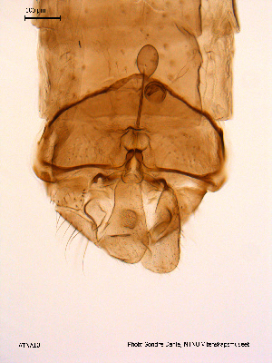  ( - ATNA10)  @12 [ ] CreativeCommons - Attribution Non-Commercial Share-Alike (2011) NTNU Museum of Natural History and Archaeology NTNU Museum of Natural History and Archaeology