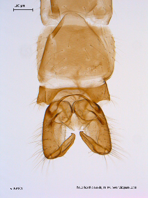  ( - ATNA101)  @12 [ ] CreativeCommons - Attribution Non-Commercial Share-Alike (2011) NTNU Museum of Natural History and Archaeology NTNU Museum of Natural History and Archaeology