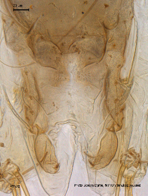  ( - ATNA5)  @12 [ ] CreativeCommons - Attribution Non-Commercial Share-Alike (2011) NTNU Museum of Natural History and Archaeology NTNU Museum of Natural History and Archaeology