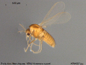  (Pseudosmittia cf. angusta - ATNA527)  @12 [ ] CreativeCommons - Attribution Non-Commercial Share-Alike (2015) NTNU University Museum, Department of Natural History NTNU University Museum, Department of Natural History