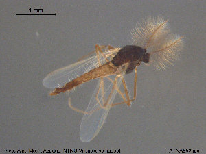  (Smittia sp. 30ES - ATNA553)  @12 [ ] CreativeCommons - Attribution Non-Commercial Share-Alike (2015) NTNU University Museum, Department of Natural History NTNU University Museum, Department of Natural History