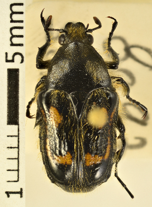  (Clithria eucnemis - AFBRC8097-02)  @11 [ ] CreativeCommons  Attribution (by) (2018) Christian Moeseneder MIC