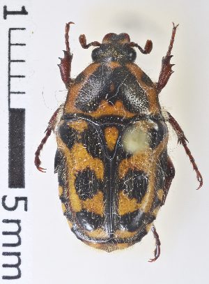  ( - MIC61063-001)  @12 [ ] CreativeCommons - Attribution Share-Alike (2017) Christian Moeseneder Research Collection of Christian H. Moeseneder, Microuniverse Cetoniinae Research Collection