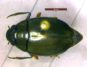  (Dineutus indicus - DBAU-BT-5)  @14 [ ] CreativeCommons - Attribution Non-Commercial Share-Alike (2012) Geoby George Sant Gadge Baba Amravati University, India