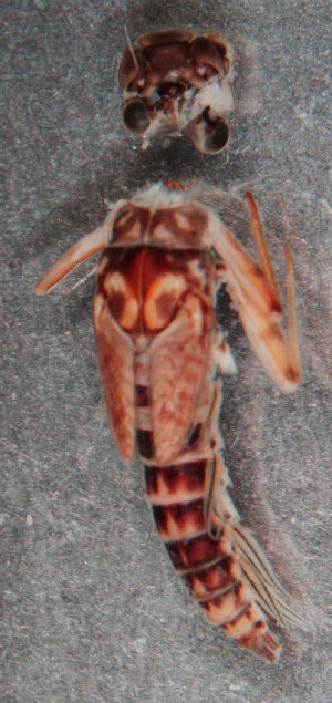  (Tillyardophlebia AV2 - JWA229)  @11 [ ] Unspecified (default): All Rights Reserved  Unspecified Unspecified