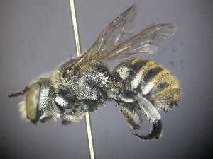  (Megachile sp. RLCR7 - RL1794A)  @14 [ ] CreativeCommons - Attribution Non-Commercial Share-Alike (2012) Remko Leijs South Australian Museum