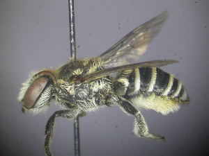  (Megachile sp. RLWB1 - RL1626)  @13 [ ] CreativeCommons - Attribution Non-Commercial Share-Alike (2012) Remko Leijs South Australian Museum