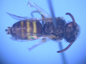  (Dasyhesma sp. RLCD5 - CCDB-12240-A10)  @13 [ ] CreativeCommons - Attribution Non-Commercial Share-Alike (2013) Remko Leijs South Australian Museum