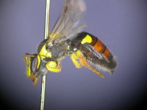  (Callohesma euxantha - CCDB-03790-D6)  @13 [ ] CreativeCommons - Attribution Non-Commercial Share-Alike (2013) Remko Leijs South Australian Museum
