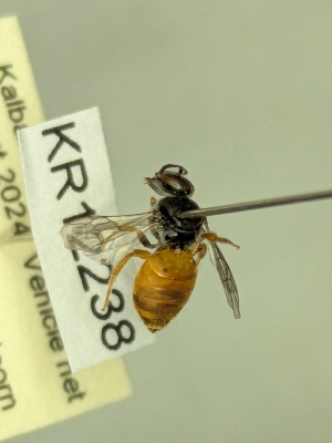  ( - KR12238)  @11 [ ] CreativeCommons Attribution NonCommercial ShareAlike (2025) Remko Leijs South Australian Museum