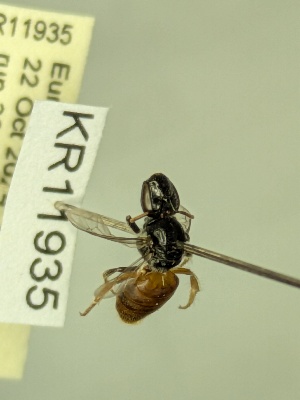  (Dasyhesma clypeata - KR11935)  @11 [ ] CreativeCommons Attribution NonCommercial ShareAlike (2025) Remko Leijs South Australian Museum