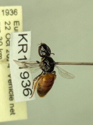  ( - KR11936)  @11 [ ] CreativeCommons Attribution NonCommercial ShareAlike (2025) Remko Leijs South Australian Museum