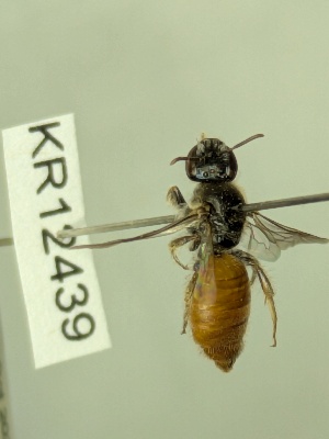  (Dasyhesma cf. forresti - KR12439)  @11 [ ] CreativeCommons Attribution NonCommercial ShareAlike (2025) Remko Leijs South Australian Museum