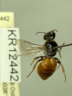  ( - KR12442)  @11 [ ] CreativeCommons Attribution NonCommercial ShareAlike (2025) Remko Leijs South Australian Museum