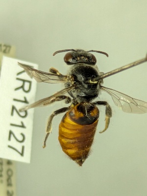  (Euhesma sp. nov. KB05 evansi - KR12127)  @11 [ ] CreativeCommons Attribution NonCommercial ShareAlike (2025) Remko Leijs South Australian Museum