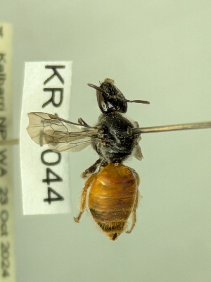  (Dasyhesma muelleriana - KR12044)  @11 [ ] CreativeCommons Attribution NonCommercial ShareAlike (2025) Remko Leijs South Australian Museum