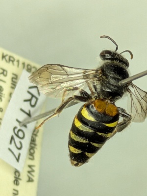  (Euhesma sp. nov. KB07 - KR11927)  @11 [ ] CreativeCommons Attribution NonCommercial ShareAlike (2025) Remko Leijs South Australian Museum