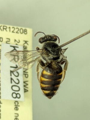  (Euhesma sp. nov. KB09 - KR12208)  @11 [ ] CreativeCommons Attribution NonCommercial ShareAlike (2026) Remko Leijs South Australian Museum