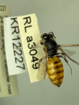  (Euhesma sp.nov. KB11 - KR12227)  @11 [ ] CreativeCommons Attribution NonCommercial ShareAlike (2029) Remko Leijs South Australian Museum