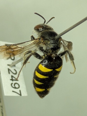  (Euhesma lucida - KR12497)  @11 [ ] CreativeCommons Attribution NonCommercial ShareAlike (2032) Remko Leijs South Australian Museum