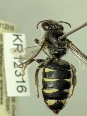  (Euhesma sp. nov. KB14 - KR12316)  @11 [ ] CreativeCommons Attribution NonCommercial ShareAlike (2037) Remko Leijs South Australian Museum