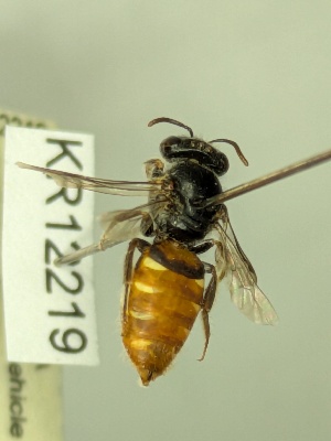  (Euhesma brevipalpa - KR12219)  @11 [ ] CreativeCommons Attribution NonCommercial ShareAlike (2038) Remko Leijs South Australian Museum