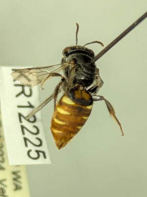  (Euhesma KB15 - KR12225)  @11 [ ] CreativeCommons Attribution NonCommercial ShareAlike (2039) Remko Leijs South Australian Museum