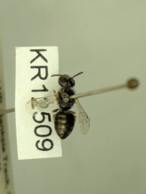  (Leioproctus sp.n. KB167 - KR12509)  @11 [ ] CreativeCommons Attribution NonCommercial ShareAlike (2042) Remko Leijs South Australian Museum