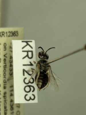  (Leioproctus sp.nov. KB168 - KR12363)  @11 [ ] CreativeCommons Attribution NonCommercial ShareAlike (2044) Remko Leijs South Australian Museum