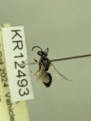 (Leioproctus sp.nov. KB170 - KR12493)  @11 [ ] CreativeCommons Attribution NonCommercial ShareAlike (2047) Remko Leijs South Australian Museum