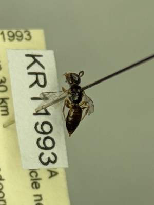  (Leioproctus KB171 - KR11993)  @11 [ ] CreativeCommons Attribution NonCommercial ShareAlike (2052) Remko Leijs South Australian Museum
