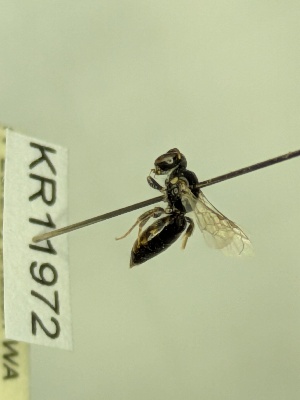  (Euhesma KB172 - KR11972)  @11 [ ] CreativeCommons Attribution NonCommercial ShareAlike (2059) Remko Leijs South Australian Museum