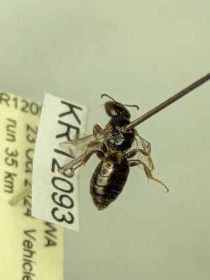  (Euhesma KB174 - KR12093)  @11 [ ] CreativeCommons Attribution NonCommercial ShareAlike (2060) Remko Leijs South Australian Museum