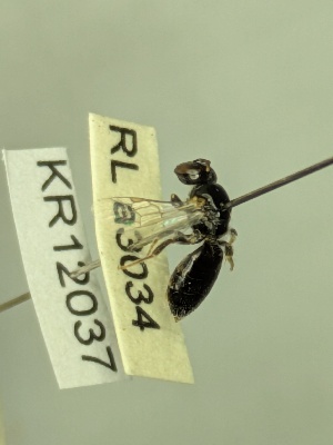  (Euhesma KB175 - KR12037)  @11 [ ] CreativeCommons Attribution NonCommercial ShareAlike (2061) Remko Leijs South Australian Museum