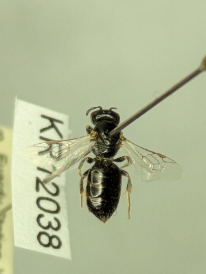  ( - KR12038)  @11 [ ] CreativeCommons Attribution NonCommercial ShareAlike (2062) Remko Leijs South Australian Museum