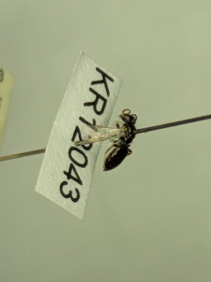  (Euhesma KB181 - KR12043)  @11 [ ] CreativeCommons Attribution NonCommercial ShareAlike (2064) Remko Leijs South Australian Museum