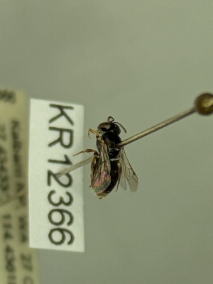  (Euhesma KB186 - KR12366)  @11 [ ] CreativeCommons Attribution NonCommercial ShareAlike (2065) Remko Leijs South Australian Museum