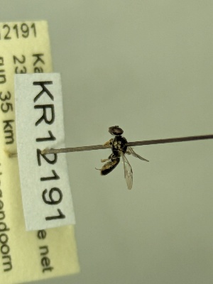  (Euhesma KB184 - KR12191)  @11 [ ] CreativeCommons Attribution NonCommercial ShareAlike (2066) Remko Leijs South Australian Museum