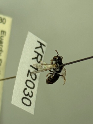  (Euhesma KB185 - KR12030)  @11 [ ] CreativeCommons Attribution NonCommercial ShareAlike (2068) Remko Leijs South Australian Museum