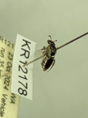  (Euhesma KB183 - KR12178)  @11 [ ] CreativeCommons Attribution NonCommercial ShareAlike (2069) Remko Leijs South Australian Museum