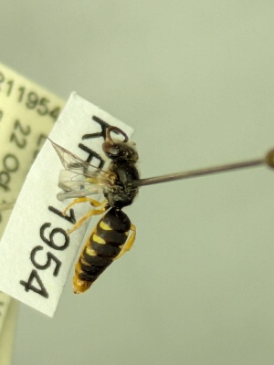  (Euhesma KB113 - KR11954)  @11 [ ] CreativeCommons Attribution NonCommercial ShareAlike (2070) Remko Leijs South Australian Museum