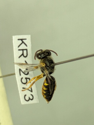  ( - KR12573)  @11 [ ] CreativeCommons Attribution NonCommercial ShareAlike (2071) Remko Leijs South Australian Museum