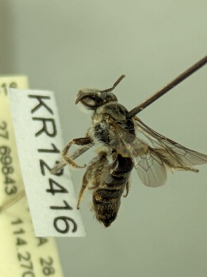  (Leioproctus sp. nov.KB45 - KR12416)  @11 [ ] CreativeCommons Attribution NonCommercial ShareAlike (2085) Remko Leijs South Australian Museum