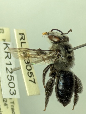  (Leioproctus clypeatus - KR12503)  @11 [ ] CreativeCommons Attribution NonCommercial ShareAlike (2025) Remko Leijs South Australian Museum
