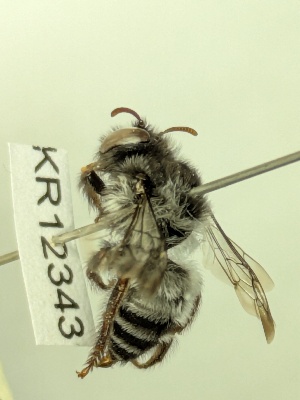  (Leioproctus sp. nov.KB47 - KR12343)  @11 [ ] CreativeCommons Attribution NonCommercial ShareAlike (2025) Remko Leijs South Australian Museum