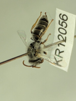  (Leioproctus KB54 - KR12056)  @11 [ ] CreativeCommons Attribution NonCommercial ShareAlike (2025) Remko Leijs South Australian Museum