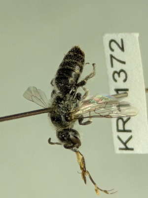  (Leioproctus ED04 - KR11372)  @11 [ ] CreativeCommons Attribution NonCommercial ShareAlike (2039) Remko Leijs South Australian Museum