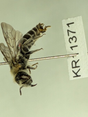  (Leioproctus ED03 - KR11371)  @11 [ ] CreativeCommons Attribution NonCommercial ShareAlike (2041) Remko Leijs South Australian Museum