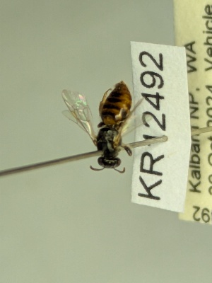  (Euhesma KB138 - KR12492)  @11 [ ] CreativeCommons Attribution NonCommercial ShareAlike (2042) Remko Leijs South Australian Museum