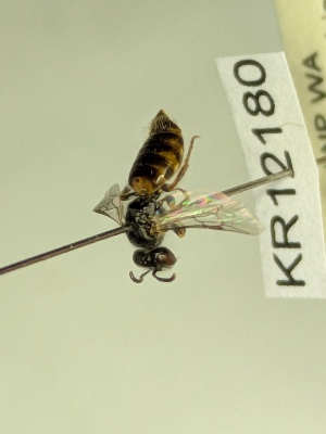  (Euhesma KB139 - KR12180)  @11 [ ] CreativeCommons Attribution NonCommercial ShareAlike (2045) Remko Leijs South Australian Museum